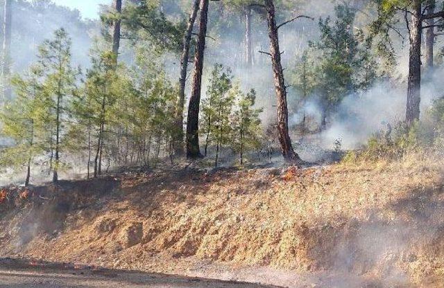 Muğla'da Orman Yangını