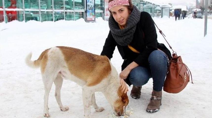 Sokak K&ouml;peğinin Zor Anlarına İnsan Merhameti Yetişti