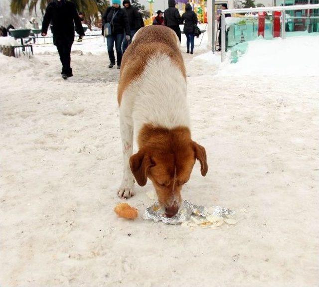 Sokak Köpeğinin Zor Anlarına İnsan Merhameti Yetişti