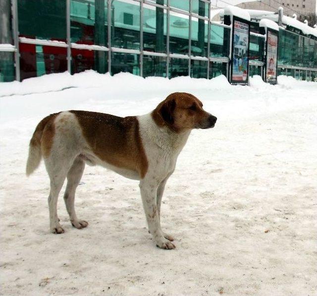 Sokak Köpeğinin Zor Anlarına İnsan Merhameti Yetişti