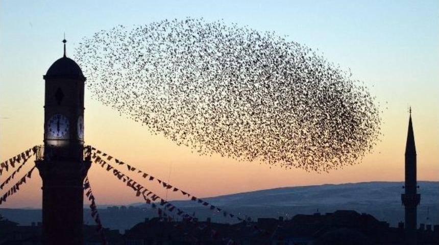 Kuşların G&uuml;n Batımındaki Etkileyici Dansı