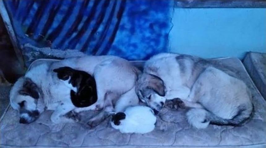 (&ouml;zel Haber) Soğuk Hava Ezeli D&uuml;şmanları Bir Araya Getirdi