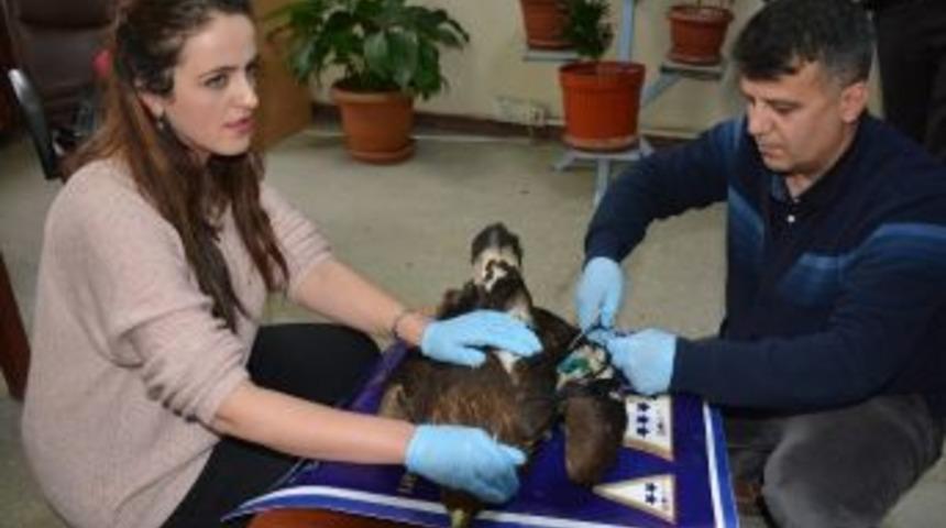 Yaralı Kaya Kartalı Tedavi Altına Alındı