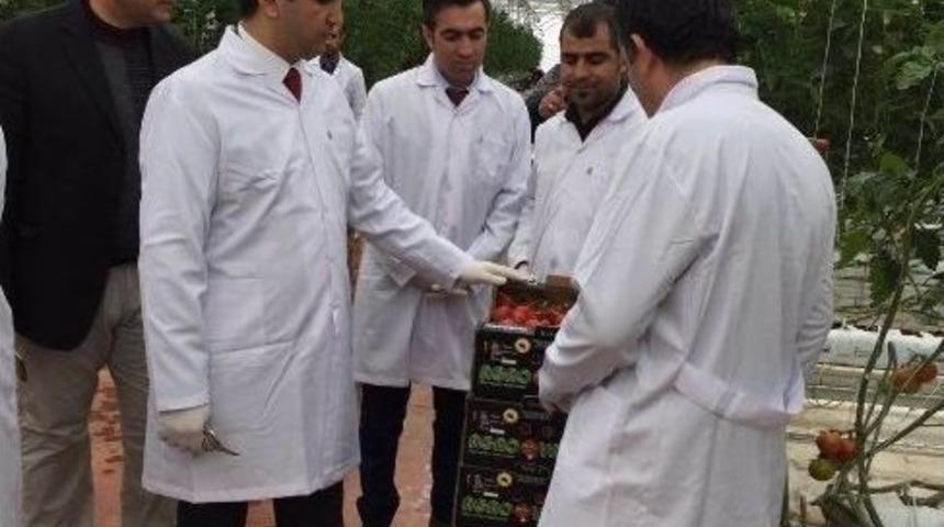 Kaymakam D&uuml;ndar, Jeotermal Domates Seralarını Gezdi