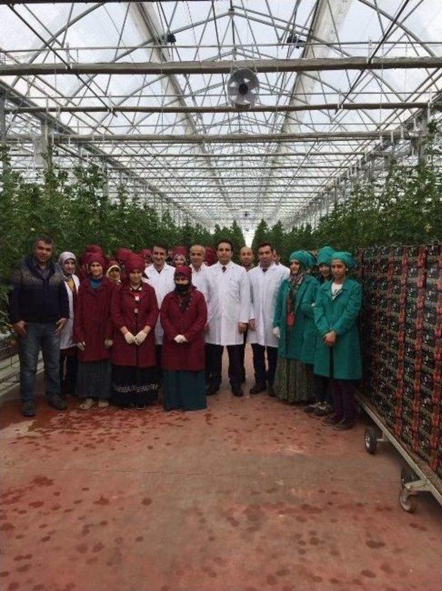 Kaymakam D&uuml;ndar, Jeotermal Domates Seralarını Gezdi 2