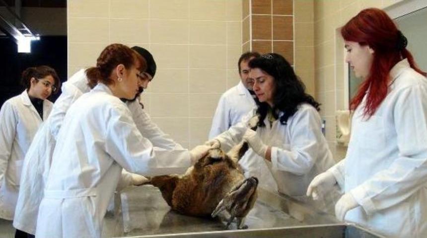 Dağ Ke&ccedil;ilerinin &Ouml;l&uuml;mleri Araştırılıyor