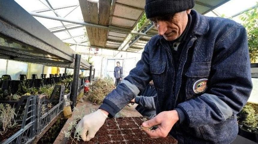 K&ouml;rfez&rsquo;e 250 Bin &Ccedil;i&ccedil;ek Dikilecek