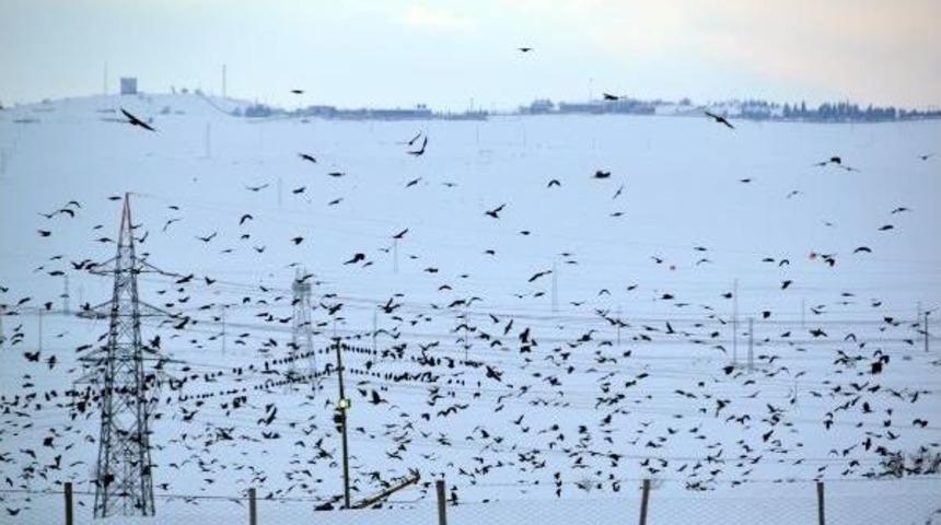 Bing&ouml;l'de Ara&ccedil; Motoruna Giren Kediyi Itfaiye Kurtardı