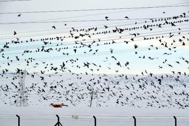 Bingöl'de Araç Motoruna Giren Kediyi Itfaiye Kurtardı