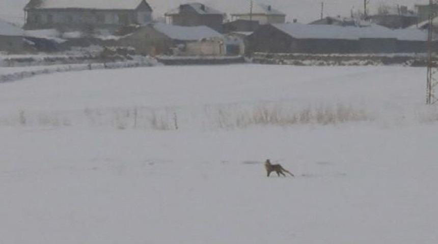 Kış Yaban Hayvanlarını Vurdu