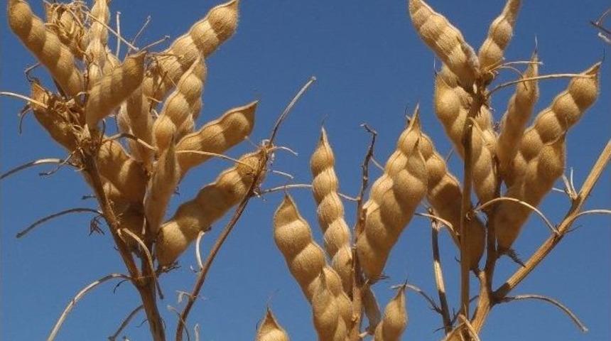 S&uuml;&rsquo;de Termiye İlavesiyle Glisemik İndeksi D&uuml;ş&uuml;k Cips &Uuml;retimi Ger&ccedil;ekleştirildi