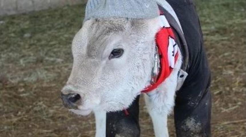 Hayvanları &Ccedil;ocukları Gibi Giydirdi