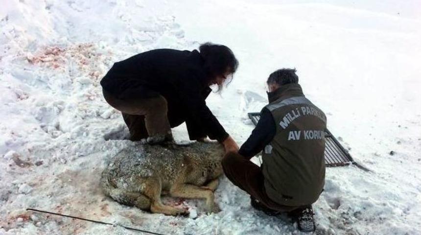 Yaralı Kurt, Tedavi Altına Alındı