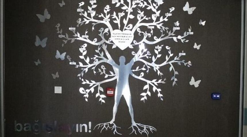 Organ Naklinin "yaşam Ağacı"