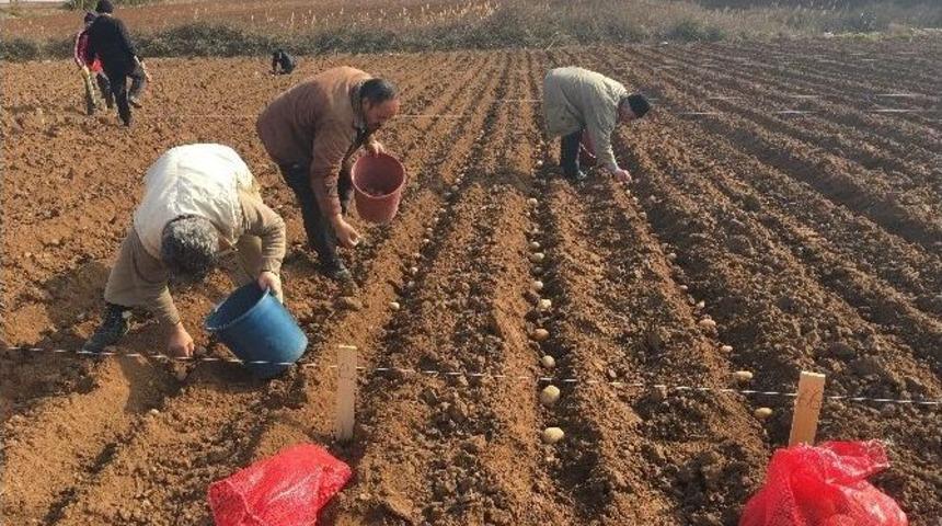 Yerli Patates &Ccedil;eşitleri Farklı B&ouml;lgelerde Dikilerek G&ouml;zlemleniyor