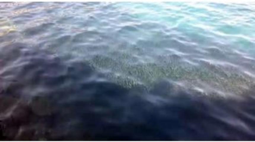 Palamut Ve Uskumrudan Ka&ccedil;an Hamsi Oltanın Hedefi Oldu