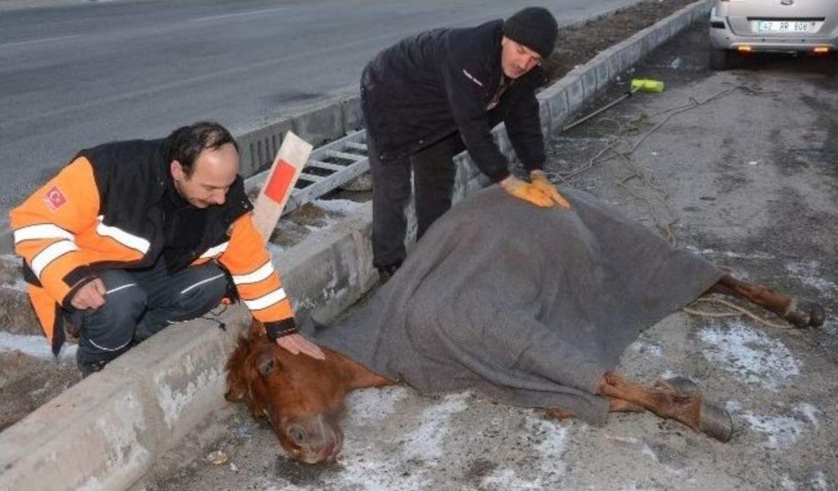 Kuyudan Kurtardıkları Atın &Uuml;st&uuml;n&uuml; &Ouml;rt&uuml;p Masaj Yaptılar
