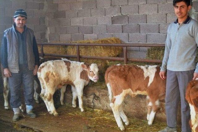 Kütahya’da 146 Aileye Süt Sığırcılığı Kredi Katkısı