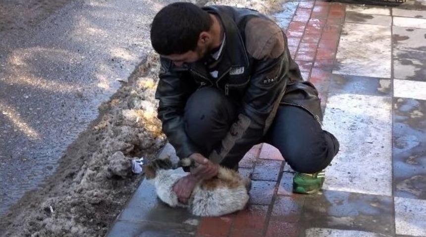 Sokak Ortasında Kediye Eziyet Amat&ouml;r Kameralar Tarafından Kaydedildi