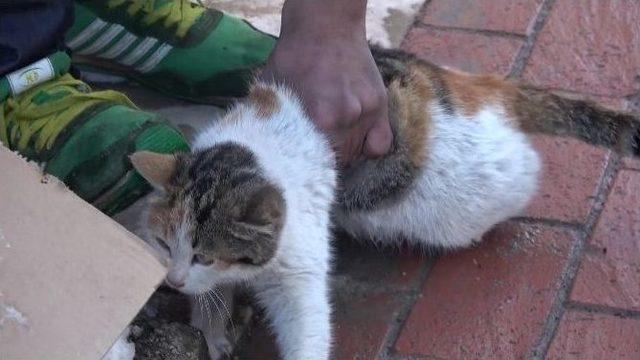 Sokak Ortasında Kediye Eziyet Amat&ouml;r Kameralar Tarafından Kaydedildi 1