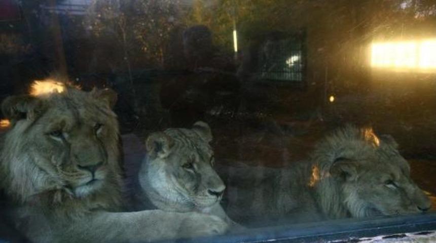 &Uuml;&ccedil;&uuml;z Aslanların Yeni Evi Antalya