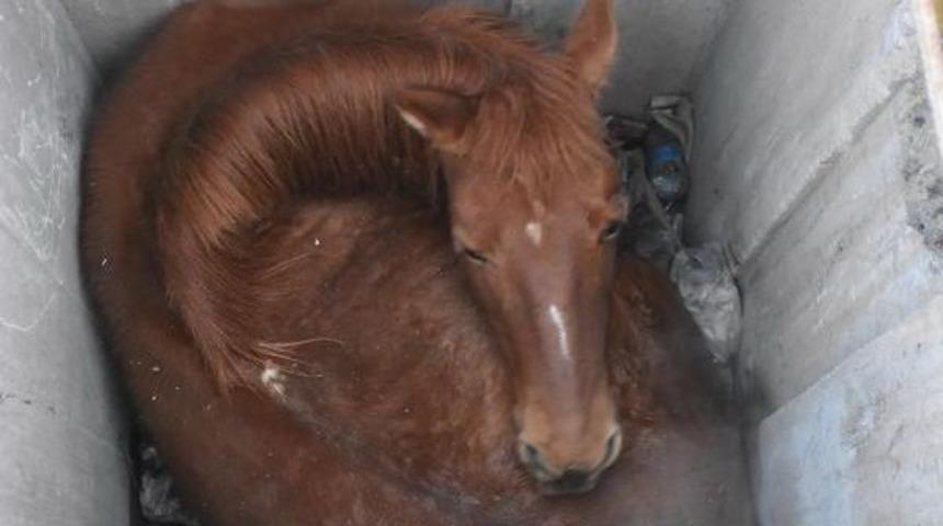 D&uuml;şt&uuml;ğ&uuml; Kuyuda Mahsur Kalan At Kurtarıldı