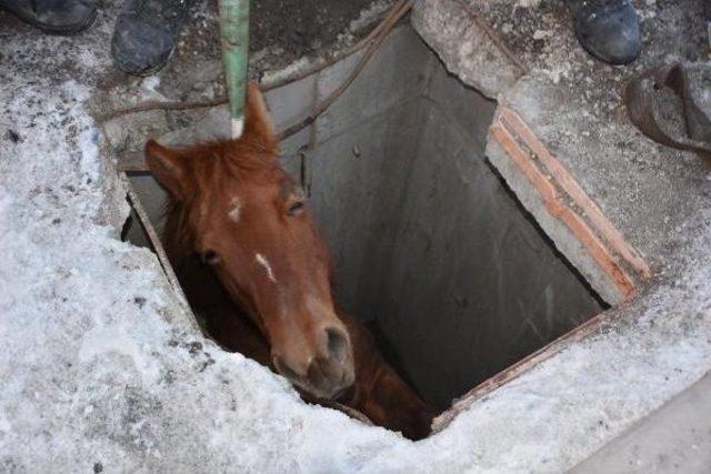 Düştüğü Kuyuda Mahsur Kalan At Kurtarıldı