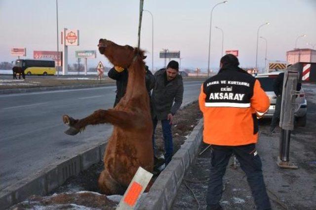 Düştüğü Kuyuda Mahsur Kalan At Kurtarıldı