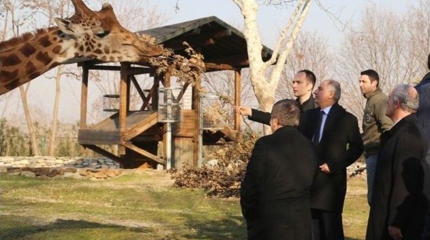 Ala Z&uuml;rafaları Besledi