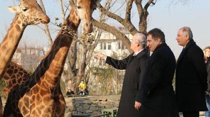 Bursa Hayvanat Bah&ccedil;esine Penguen Geliyor