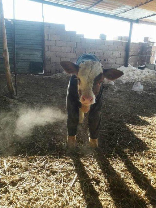 Hayvanlarını Soğuktan Eski Elbiseleriyle Koruyor