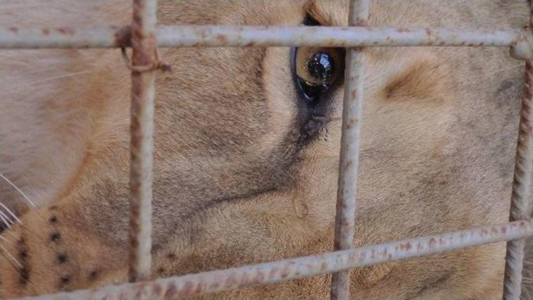 Darıca&rsquo;da Doğan T&uuml;rkiye&rsquo;nin İlk &Uuml;&ccedil;&uuml;z Aslanları Antalya&rsquo;ya G&ouml;nderildi