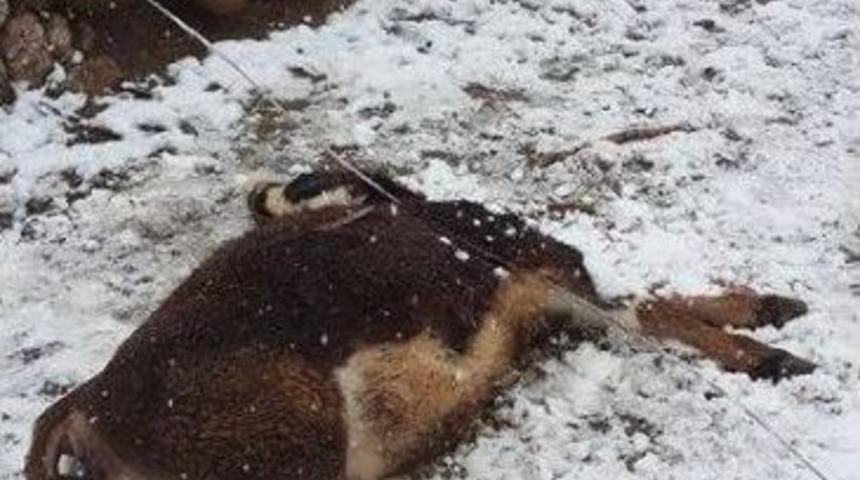 Kopan Elektrik Hattı İneği Telef Etti