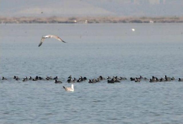 Yalova’Daki ‘Kuş Oteli’ Misafirlerini Yeniden Ağırlıyor