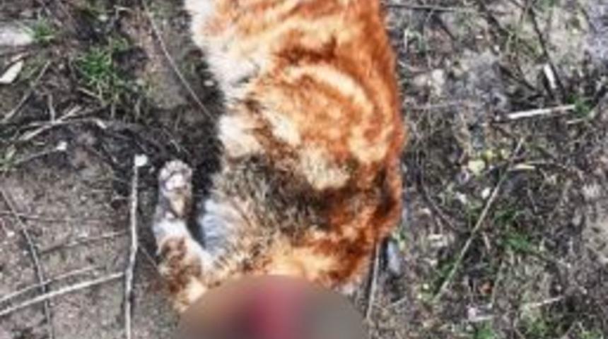 Kafası Kesilen Kedi Hayvanseverleri Harekete Ge&ccedil;irdi