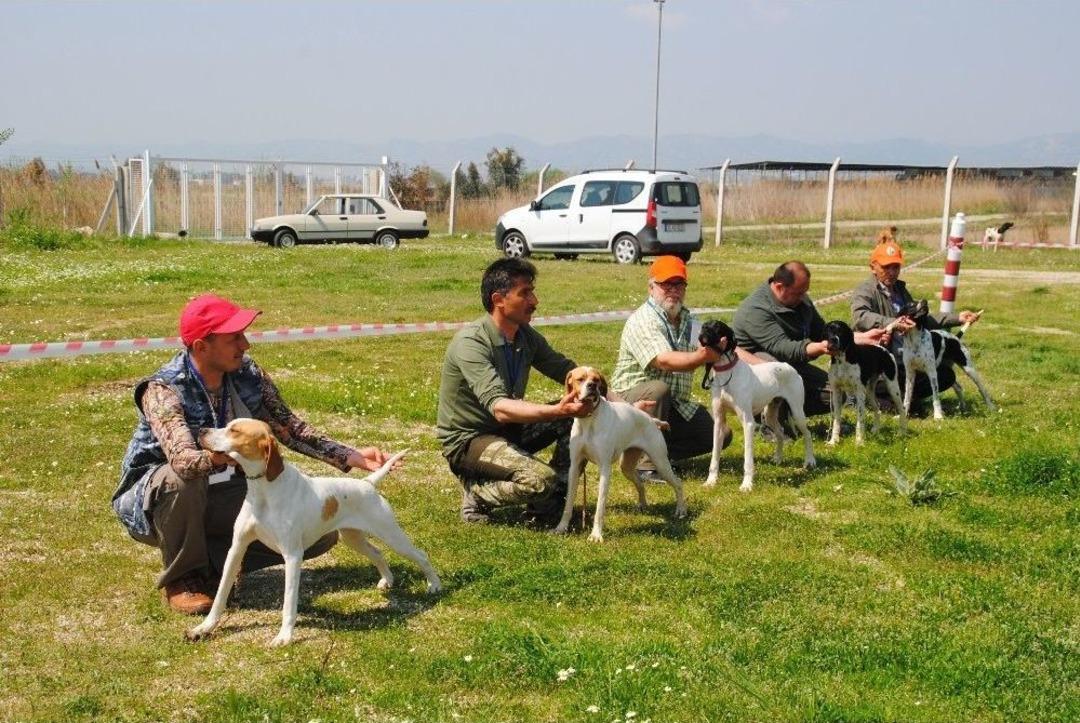 Aydın&rsquo;da K&ouml;pekler Podyuma &Ccedil;ıktı