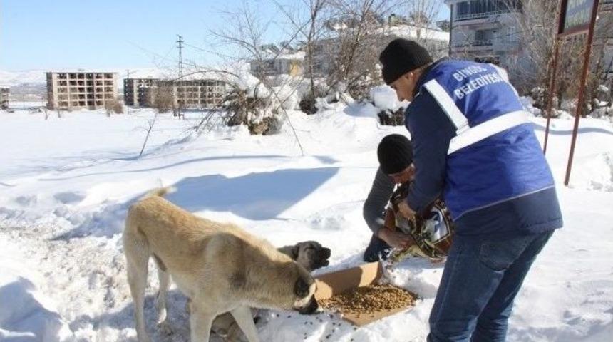 Bing&ouml;l Belediyesi, Sokak Hayvanları İ&ccedil;in Doğaya Yem Bıraktı
