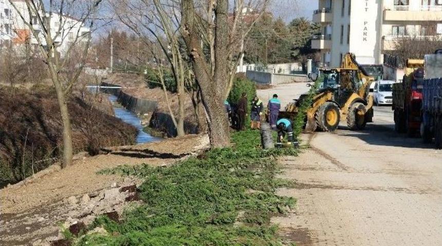 Başiskele&rsquo;de G&uuml;nde 250 Ağa&ccedil; Dikiliyor