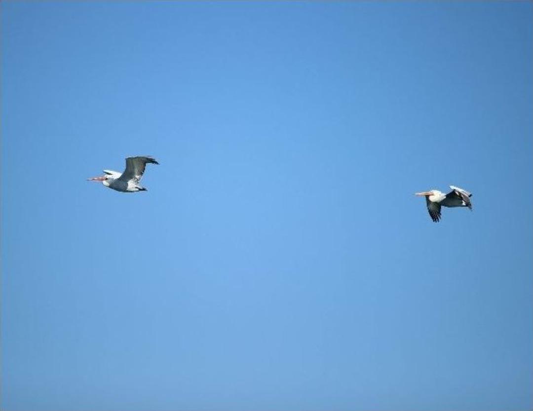 Tepeli Pelikanlar Koruma Altında