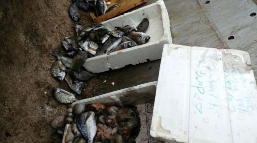 &Ccedil;anakkale'de Ka&ccedil;ak Avlanan Balıklar Imha Edildi