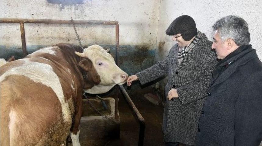 Vali Memiş’ten Ahır İncelemeleri