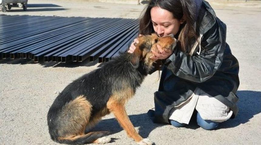 Hayvansever Nida &Ccedil;etinşahin; "bir Taş Da Sen Kaldır"