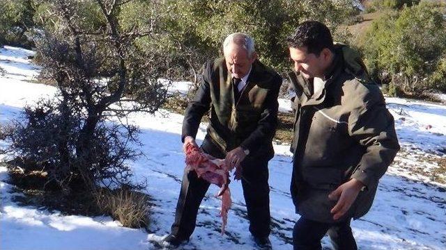 Yaban Hayvanları İçin Doğaya Yem Bıraktılar