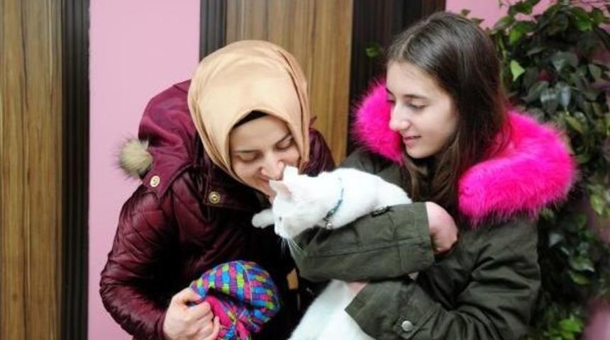 Van Kedilerine 'otel' Hizmeti