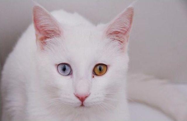 Van Kedilerine  otel  Hizmeti 1