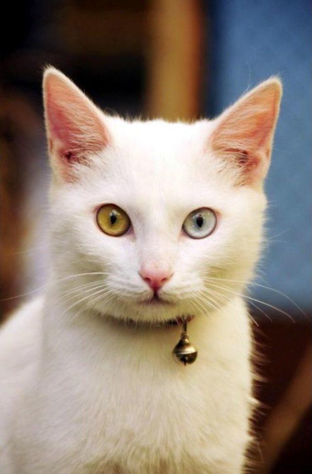 Van Kedilerine  otel  Hizmeti 2