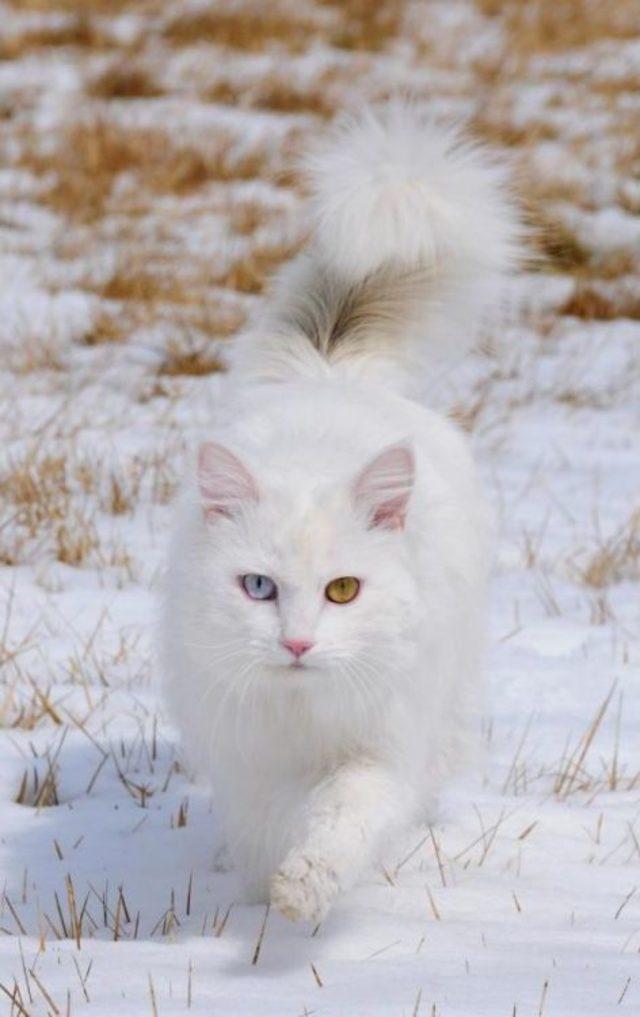 Van Kedilerine  otel  Hizmeti 3