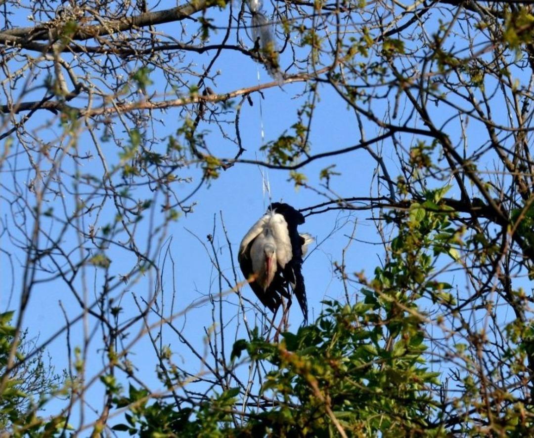 Bursa&rsquo;da Ağa&ccedil;ta Asılı Kalan Leyleğe Kurtarma Operasyonu