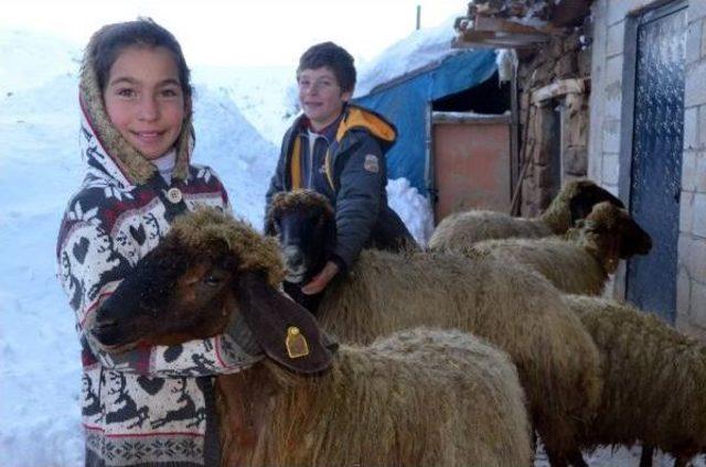 Bitlis'te Köylülerin Zorlu Hayvan Bakımı