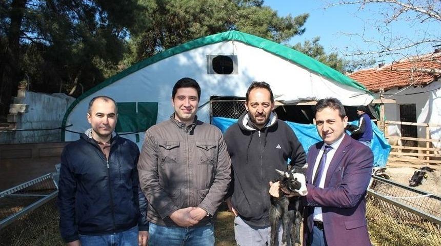 Kuzu Fabrikası Gibi Koyunlar